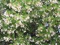 White Lanterns Manzanita, Manzanita / Arctostaphylos 